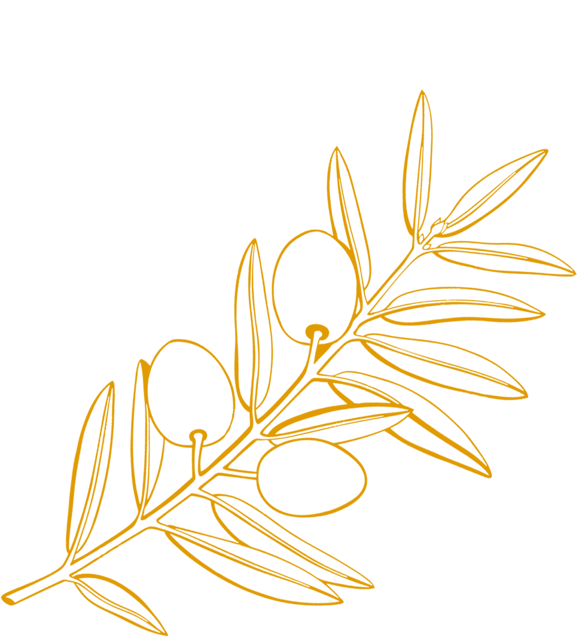 olive branch illustration